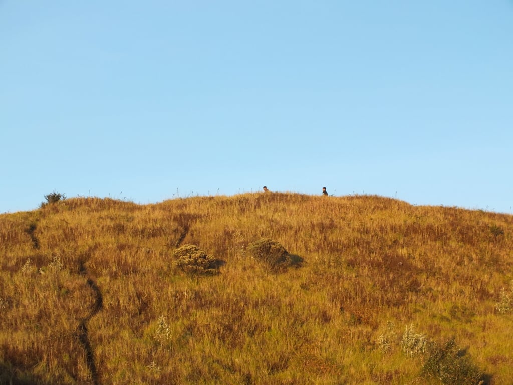 padang rumput merbabu