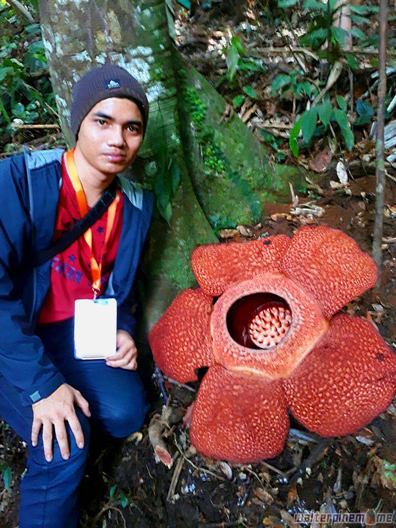 bunga rafflesia arnoldii bengkulu - 1
