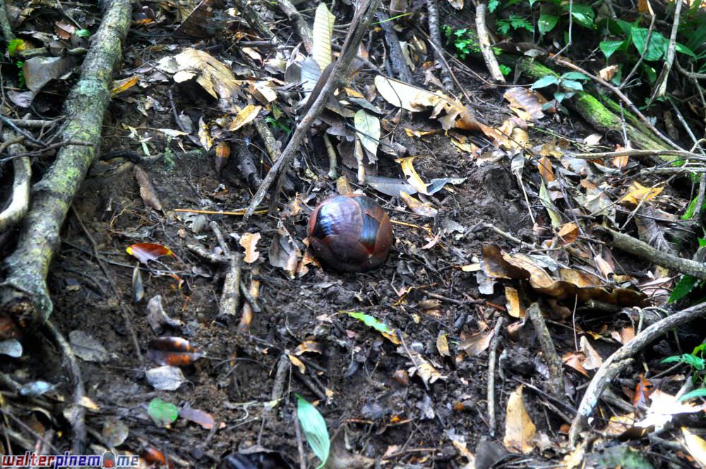 bunga rafflesia arnoldii bengkulu - famtrip - biji bunga rafflesia arnoldii bengkulu