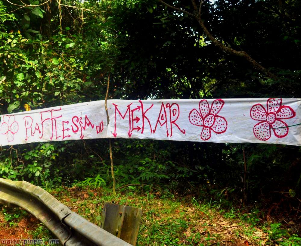 bunga rafflesia arnoldii bengkulu - liku sembilan - 1
