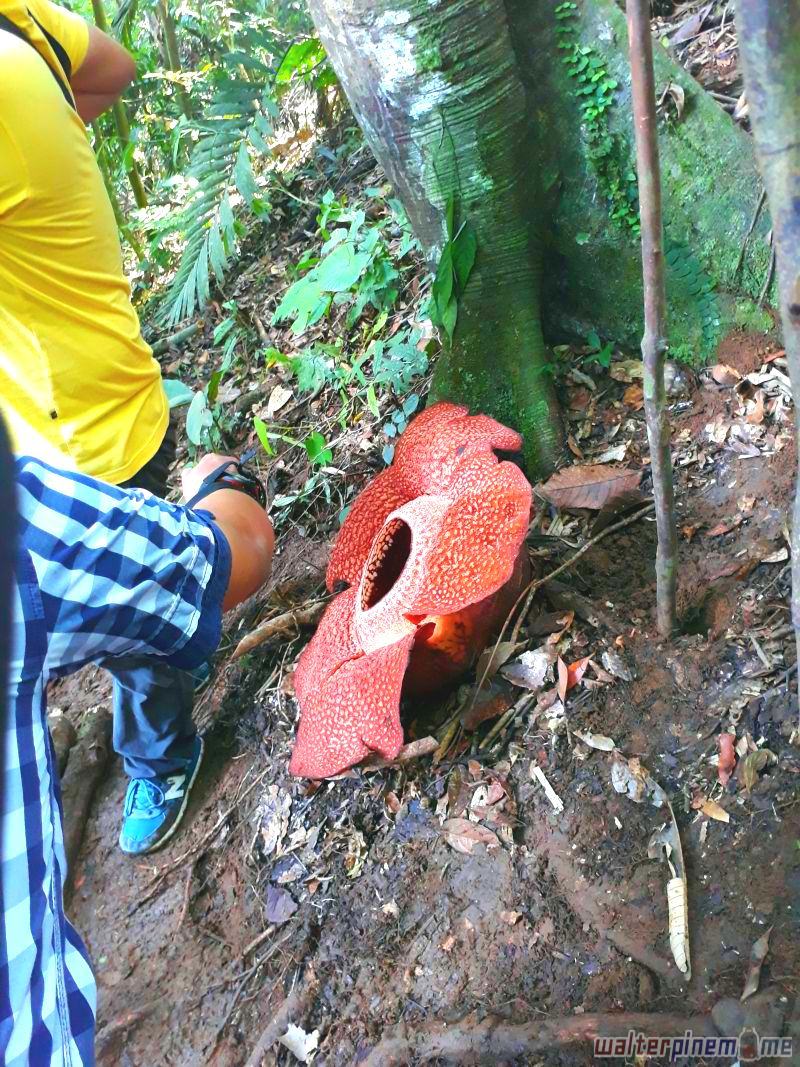 bunga rafflesia arnoldii bengkulu - liku sembilan - 2