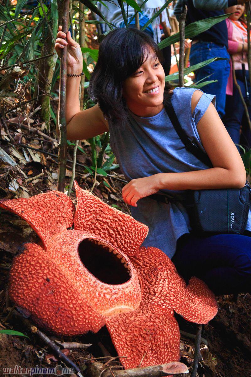 bunga rafflesia arnoldii bengkulu - liku sembilan 2