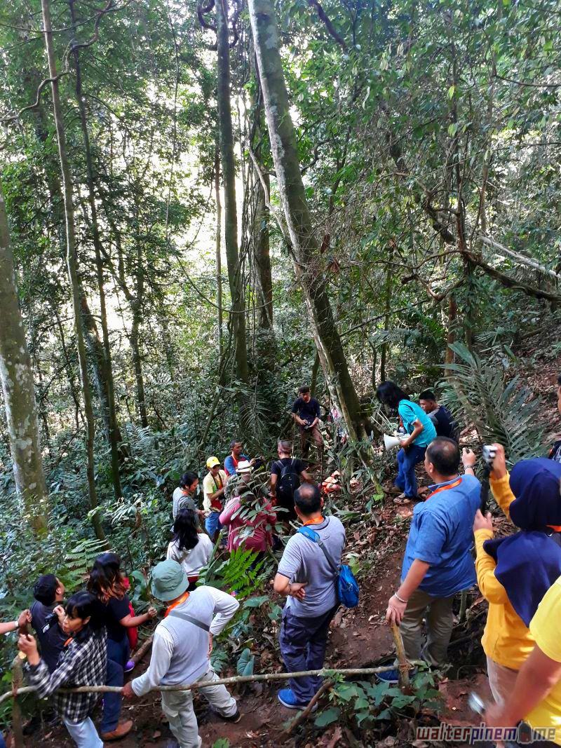 bunga rafflesia arnoldii bengkulu - liku sembilan - 3