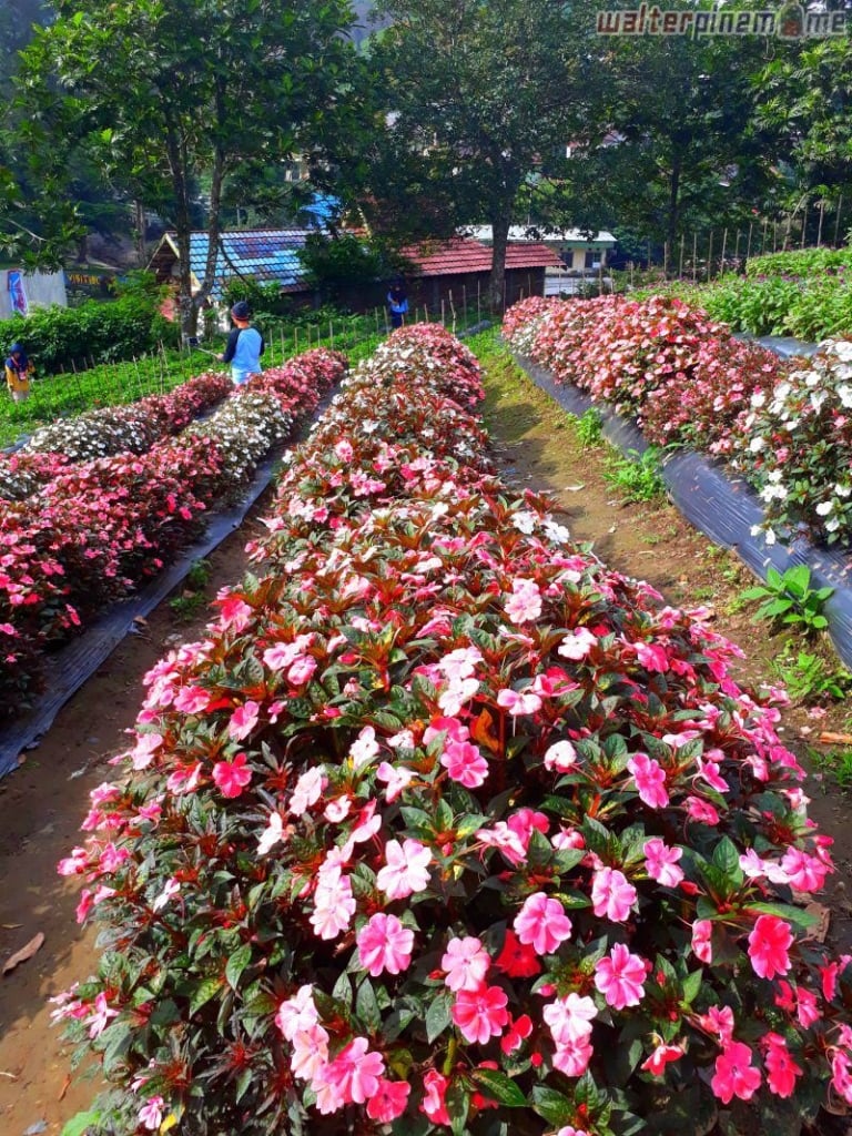 taman inaya danau mas harun bastari bengkulu - walterpinem 3