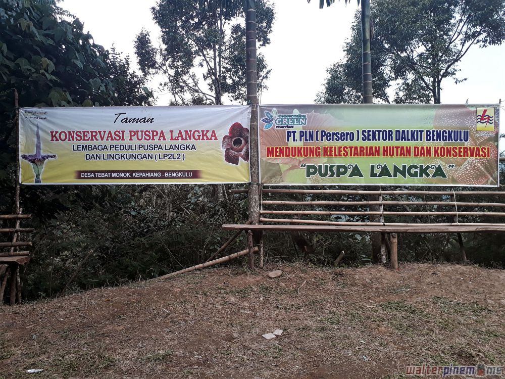Bunga Bangkai Konservasi Amorphophallus Titanum Bengkulu - 1