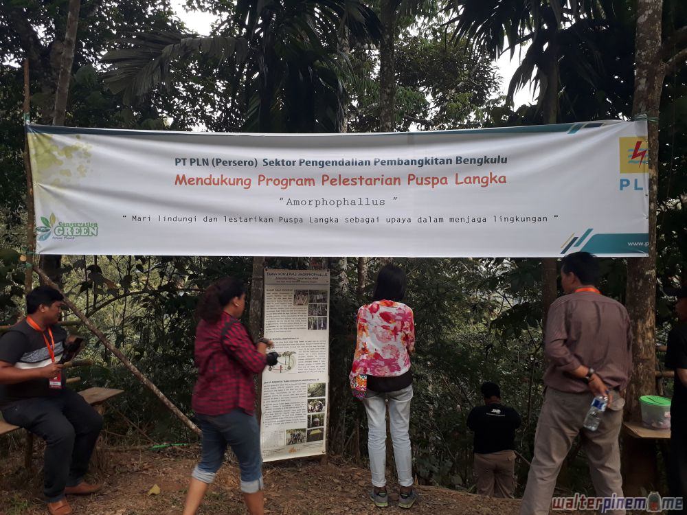 Bunga Bangkai Konservasi Amorphophallus Titanum Bengkulu - 2