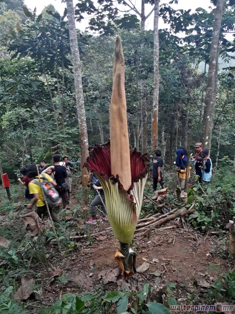 Bunga Bangkai Konservasi Amorphophallus Titanum Bengkulu - 3