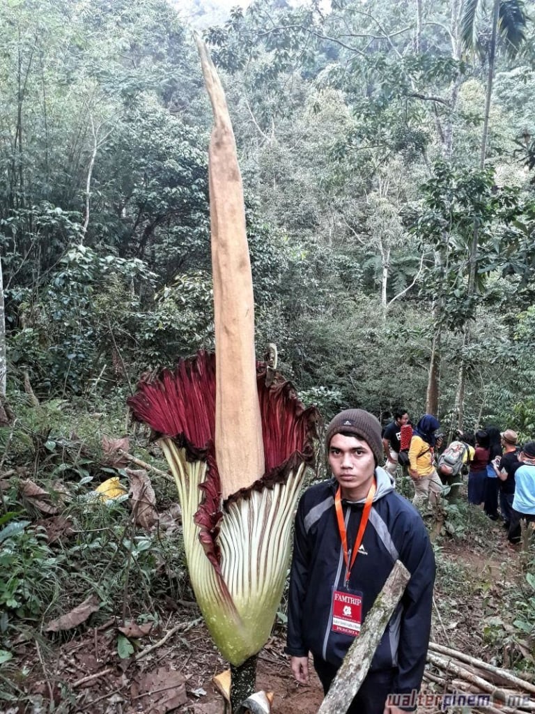 Bunga Bangkai Konservasi Amorphophallus Titanum Bengkulu - 5