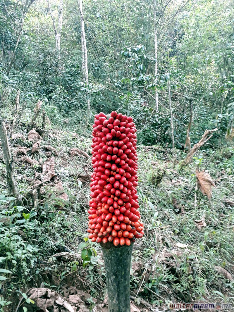 Bunga Bangkai Konservasi Amorphophallus Titanum Bengkulu - 6