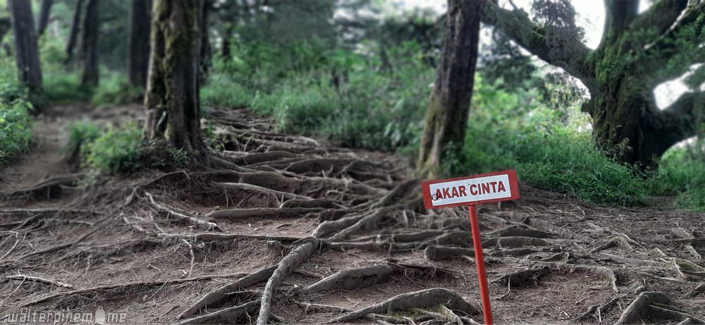 Akar Cinta Jalur Pendakian Prau