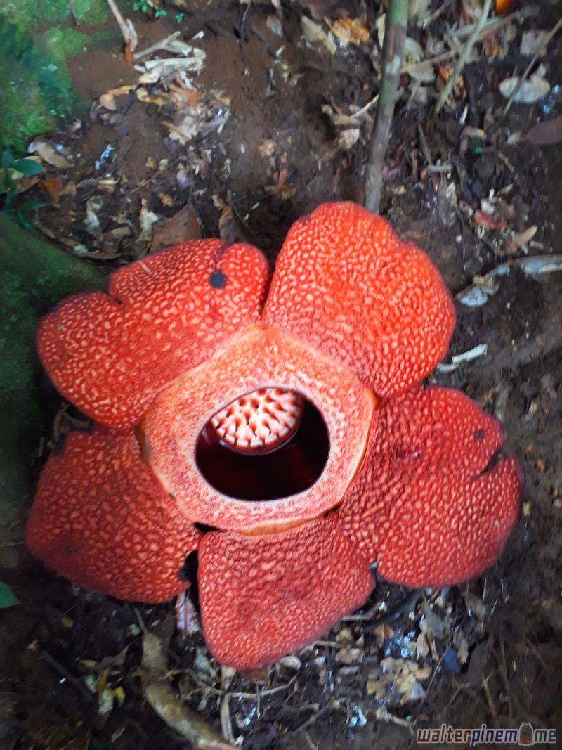Rafflesia Arnoldii: Puspa Langka dan Sebuah Kejutan