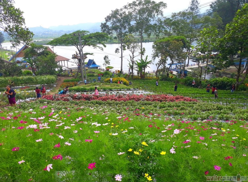 Mengintip Persiapan Menyambut Flower Garden Festival 2018 di Taman Bunga Inaya, Bengkulu