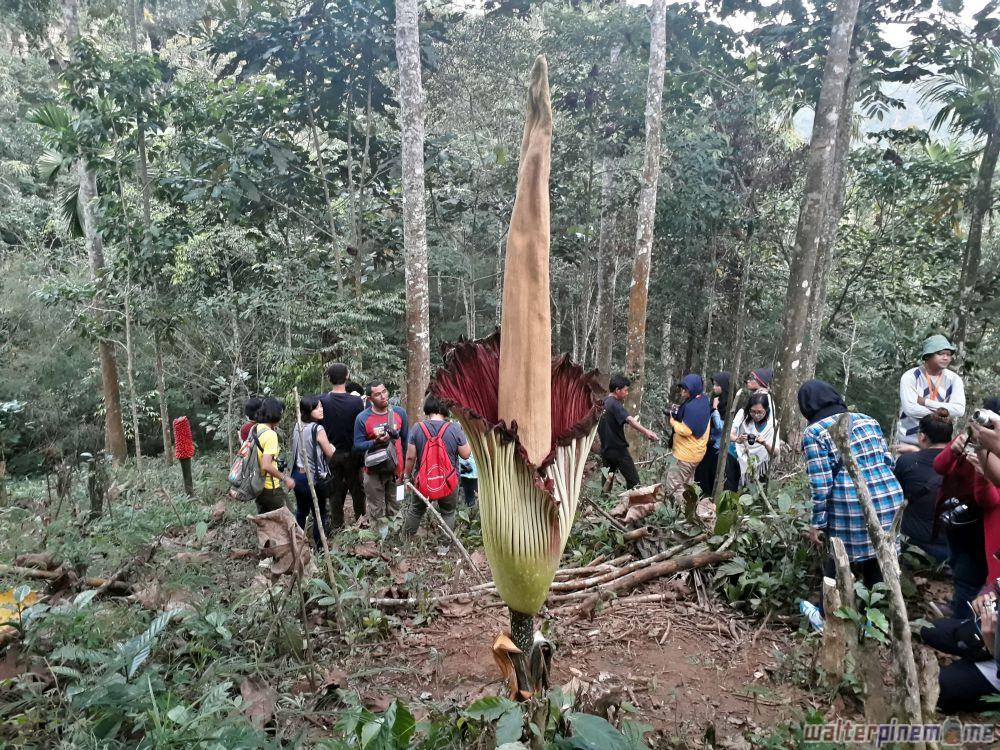 Bunga Bangkai Konservasi Amorphophallus Titanum Di Bengkulu